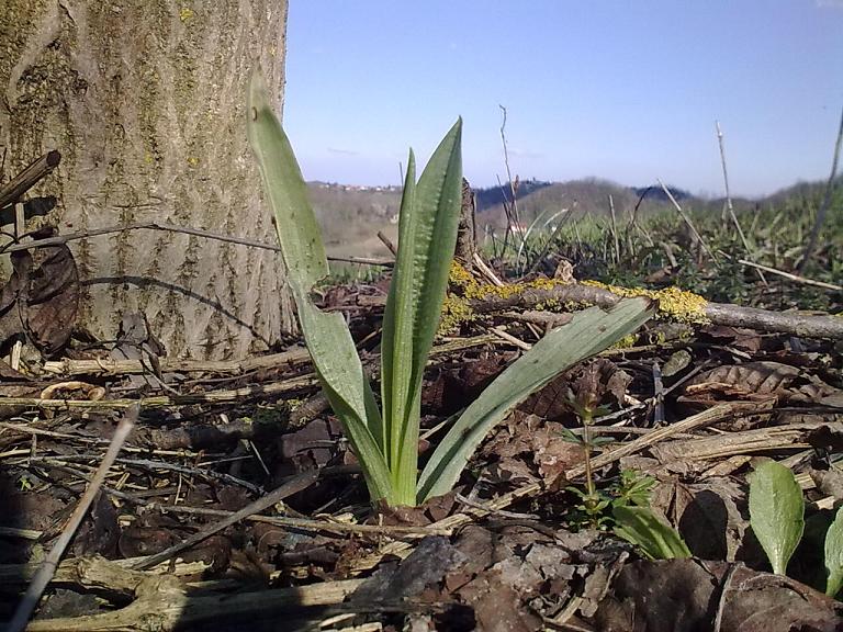 Rosetta di Ophrys da id